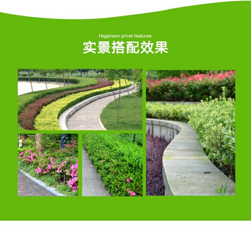 小叶栀子四季常青树苗栀子花小苗绿化工程苗木