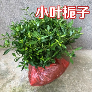 小叶栀子四季常青树苗栀子花小苗绿化工程苗木