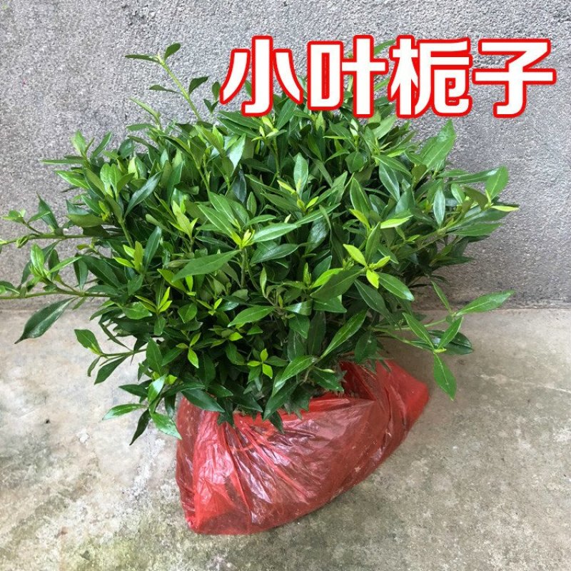小叶栀子四季常青树苗栀子花小苗绿化工程苗木