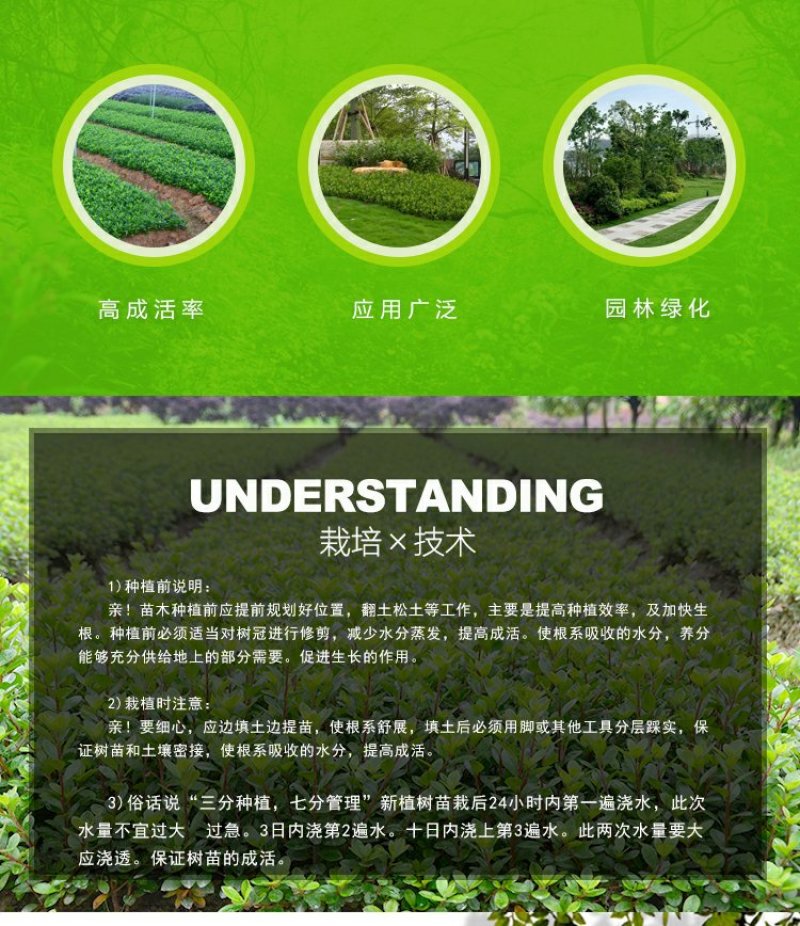 小叶栀子四季常青树苗栀子花小苗绿化工程苗木