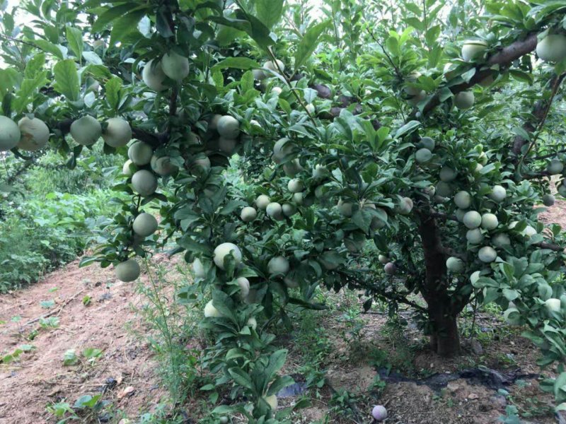 杏李味帝品种纯正可签合同现挖高成活提供技术