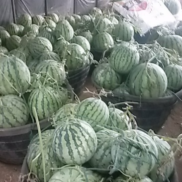 浙江麒麟西瓜皮薄脆甜口感好