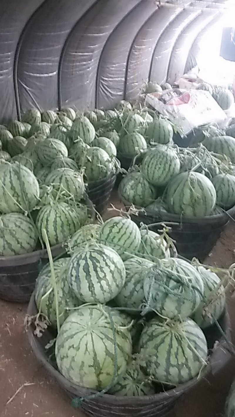 浙江麒麟西瓜皮薄脆甜口感好