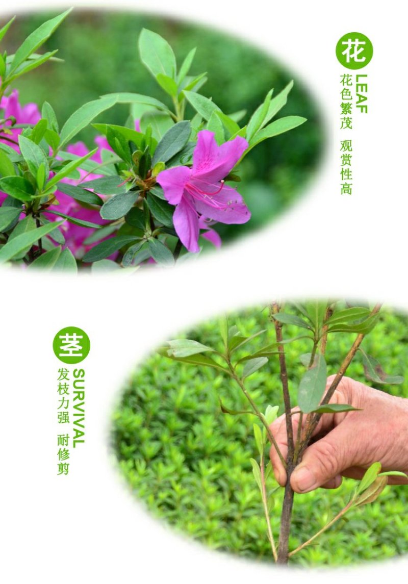 毛鹃庭院园林绿化工程苗木花园四季常绿苗圃大量出售