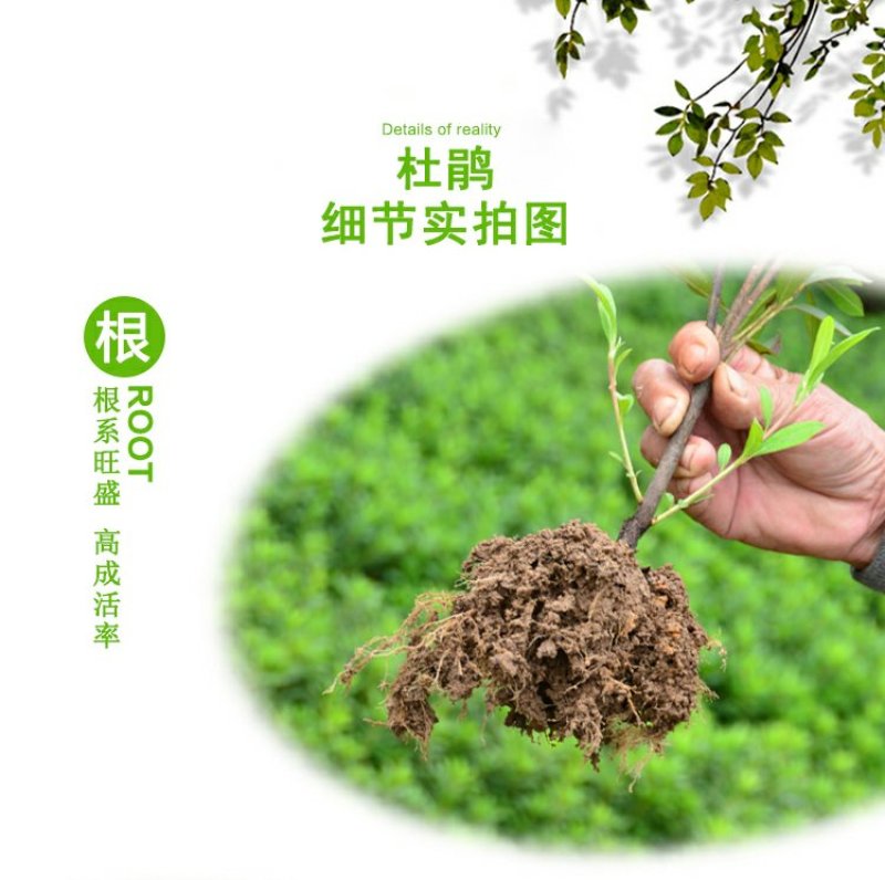 毛鹃庭院园林绿化工程苗木花园四季常绿苗圃大量出售