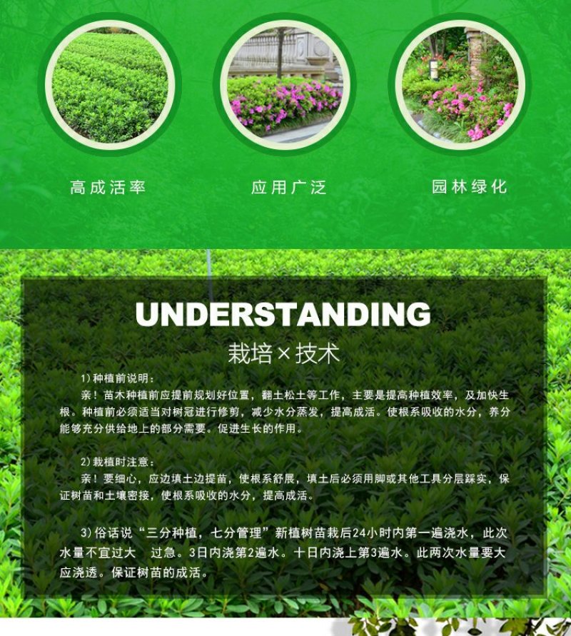 毛鹃庭院园林绿化工程苗木花园四季常绿苗圃大量出售