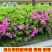 毛鹃庭院园林绿化工程苗木花园四季常绿苗圃大量出售