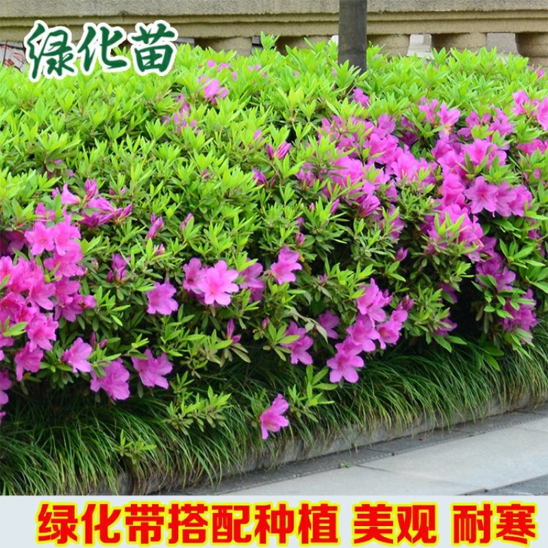 毛鹃庭院园林绿化工程苗木花园四季常绿苗圃大量出售