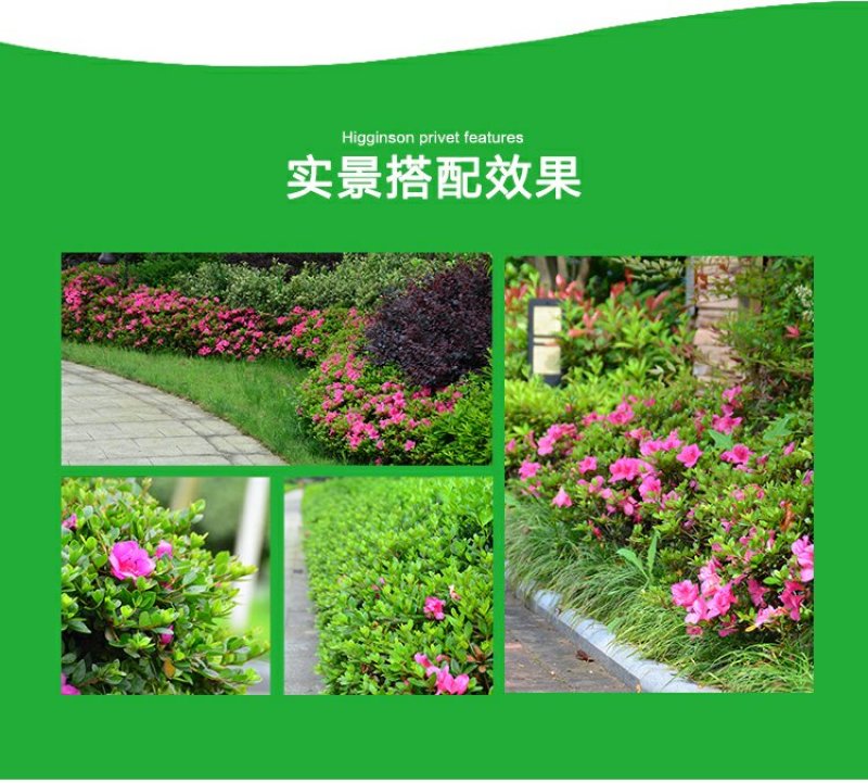 毛鹃庭院园林绿化工程苗木花园四季常绿苗圃大量出售