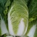 河北定州蔬菜基地黄心白菜大量上市