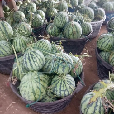 浙江麒麟西瓜皮薄脆甜口感好