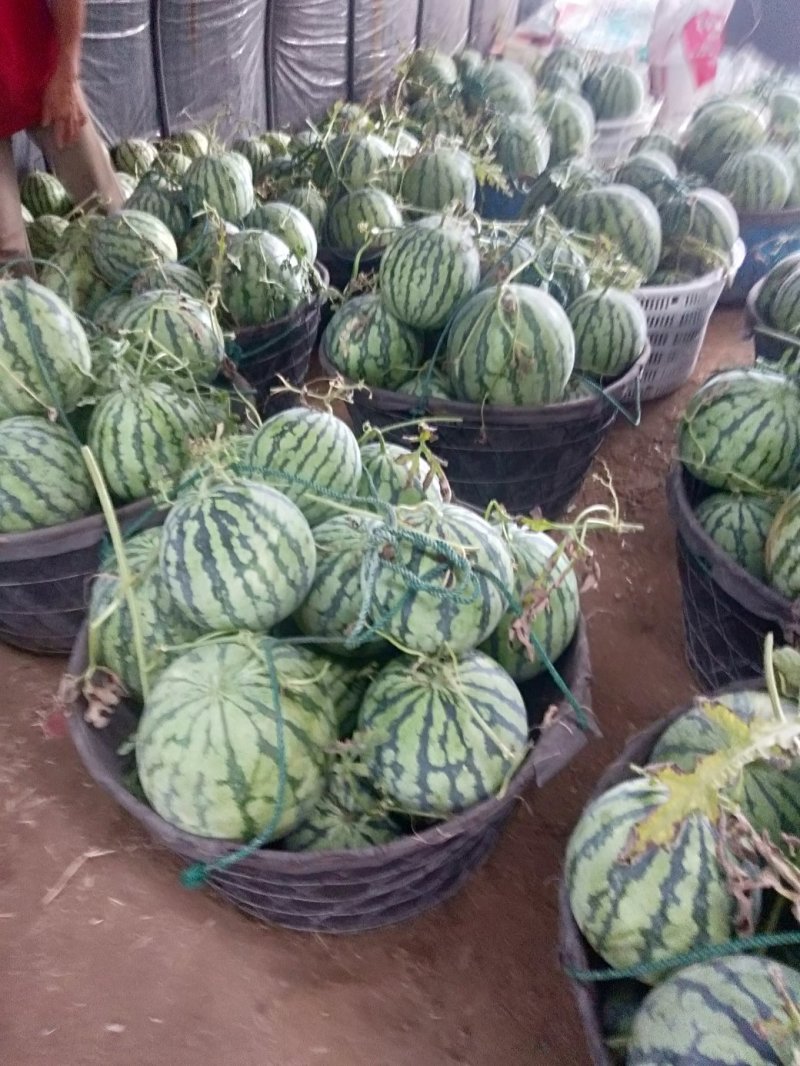 浙江麒麟西瓜皮薄脆甜口感好