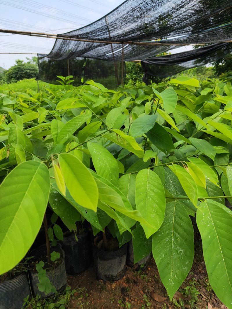 中袋嫁接(台湾凤梨之平粼)释迦杯苗