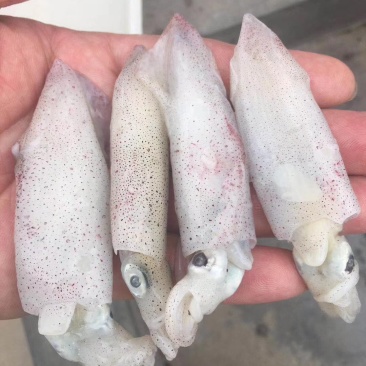 鲜冻海兔，海兔，小笔管鱼。