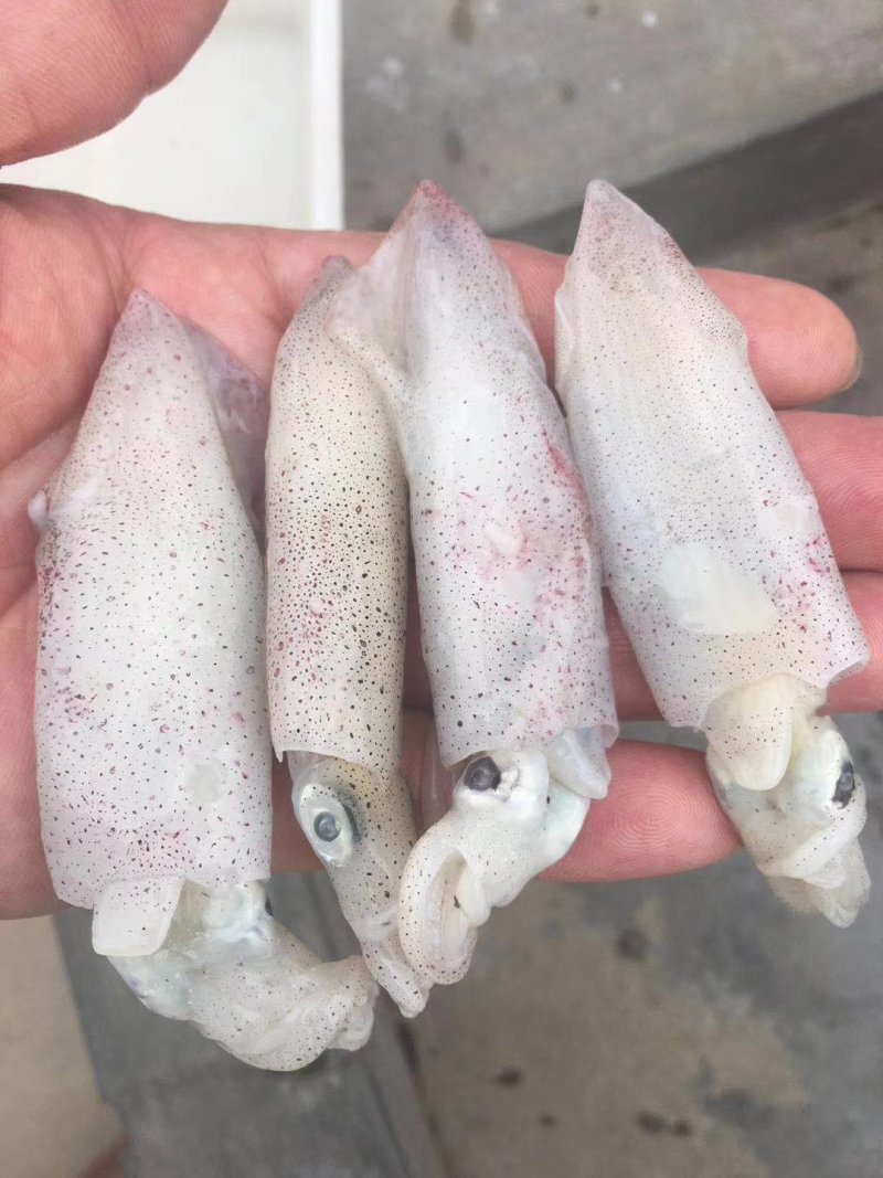 鲜冻海兔，海兔，小笔管鱼。