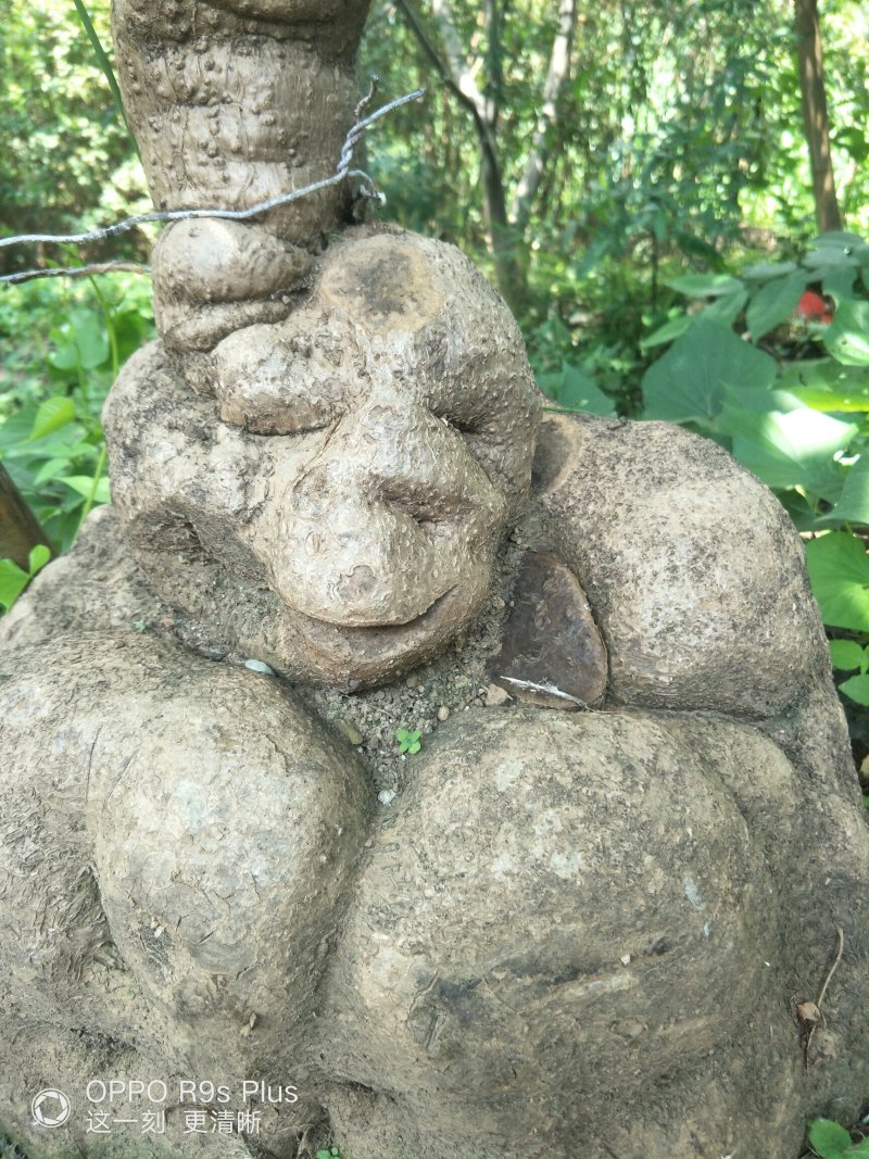山乌龟