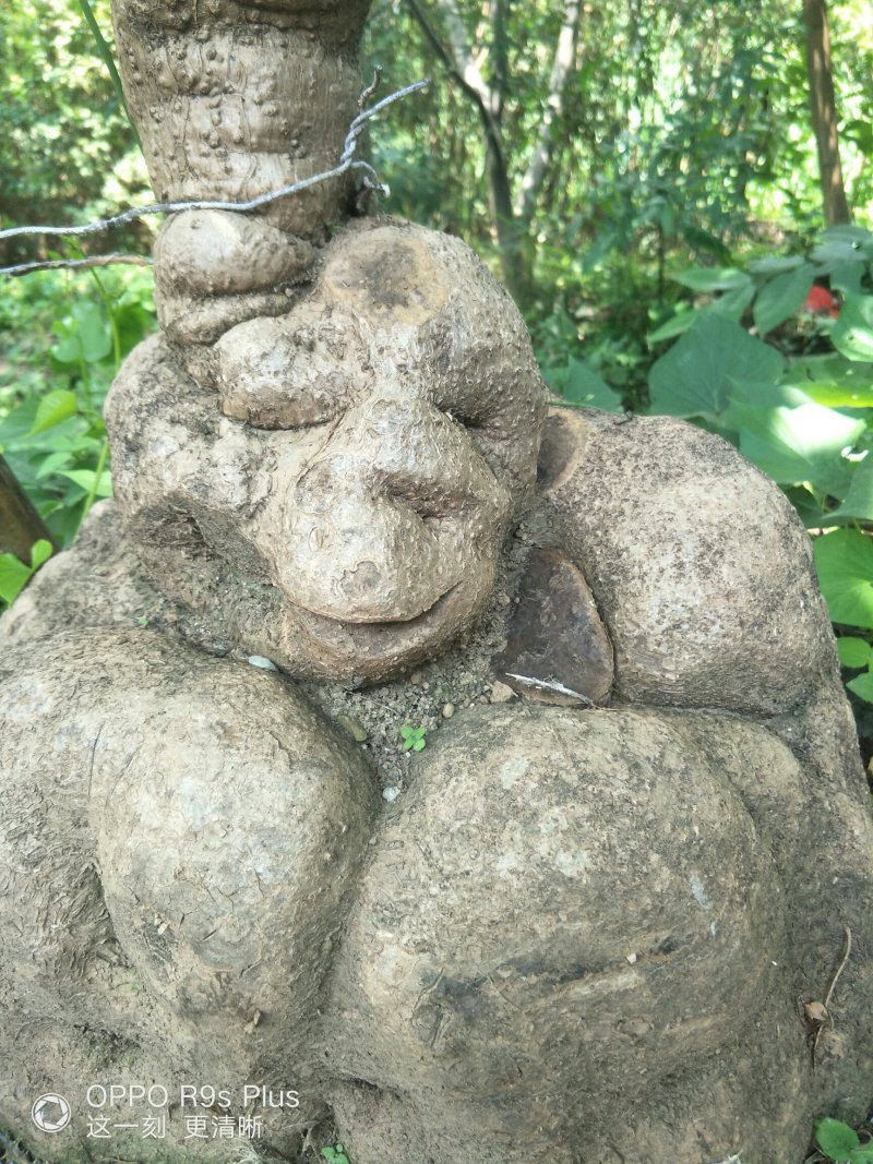 山乌龟
