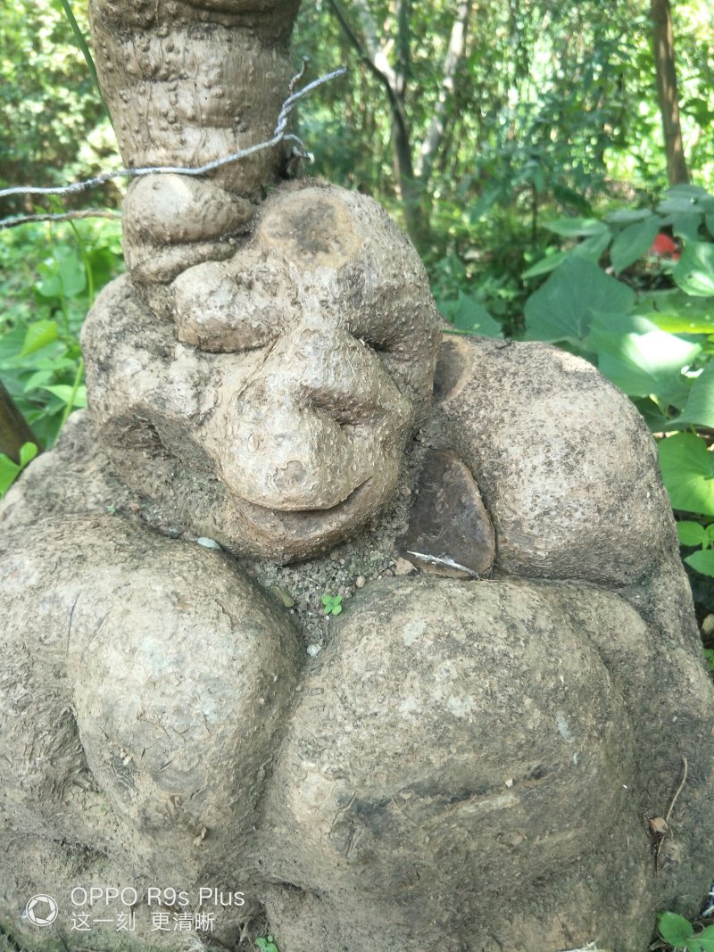山乌龟