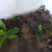 甲鱼苗中华鳖苗常年供应