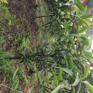 黑老虎种植基地