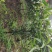 黑老虎种植基地