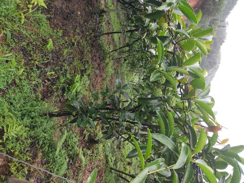 黑老虎种植基地