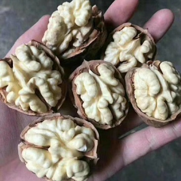 青皮核桃