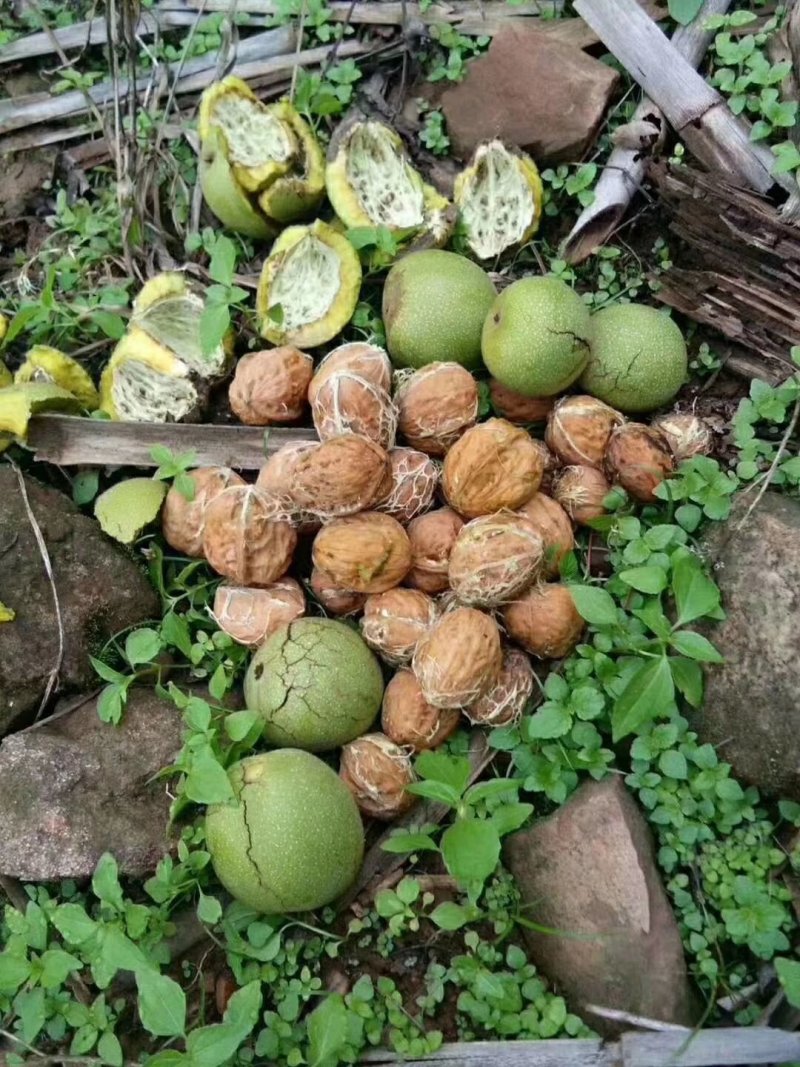 青皮核桃