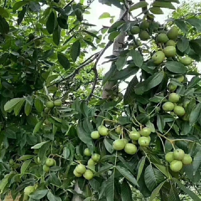 青皮核桃