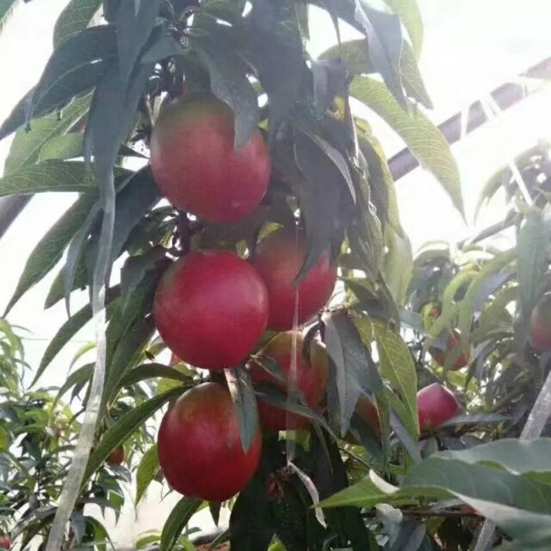 各种陆地油桃、毛桃大量上市