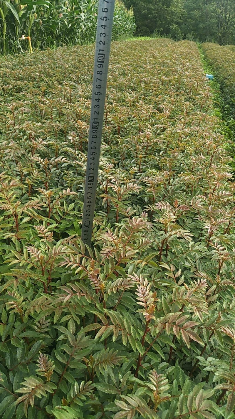 大红袍，贡椒，雪椒，花椒树苗基地直发货量大从优