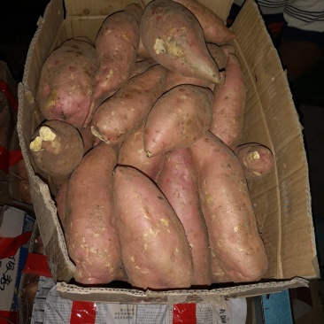 龙薯九