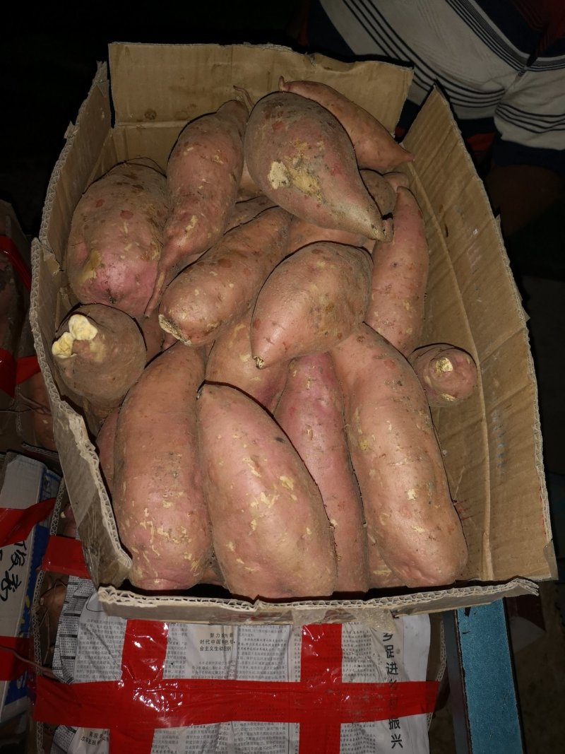 龙薯九