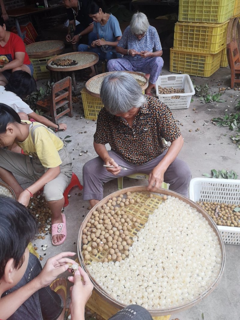 广西特产桂圆肉正宗石硖产地直发大量收购批发。