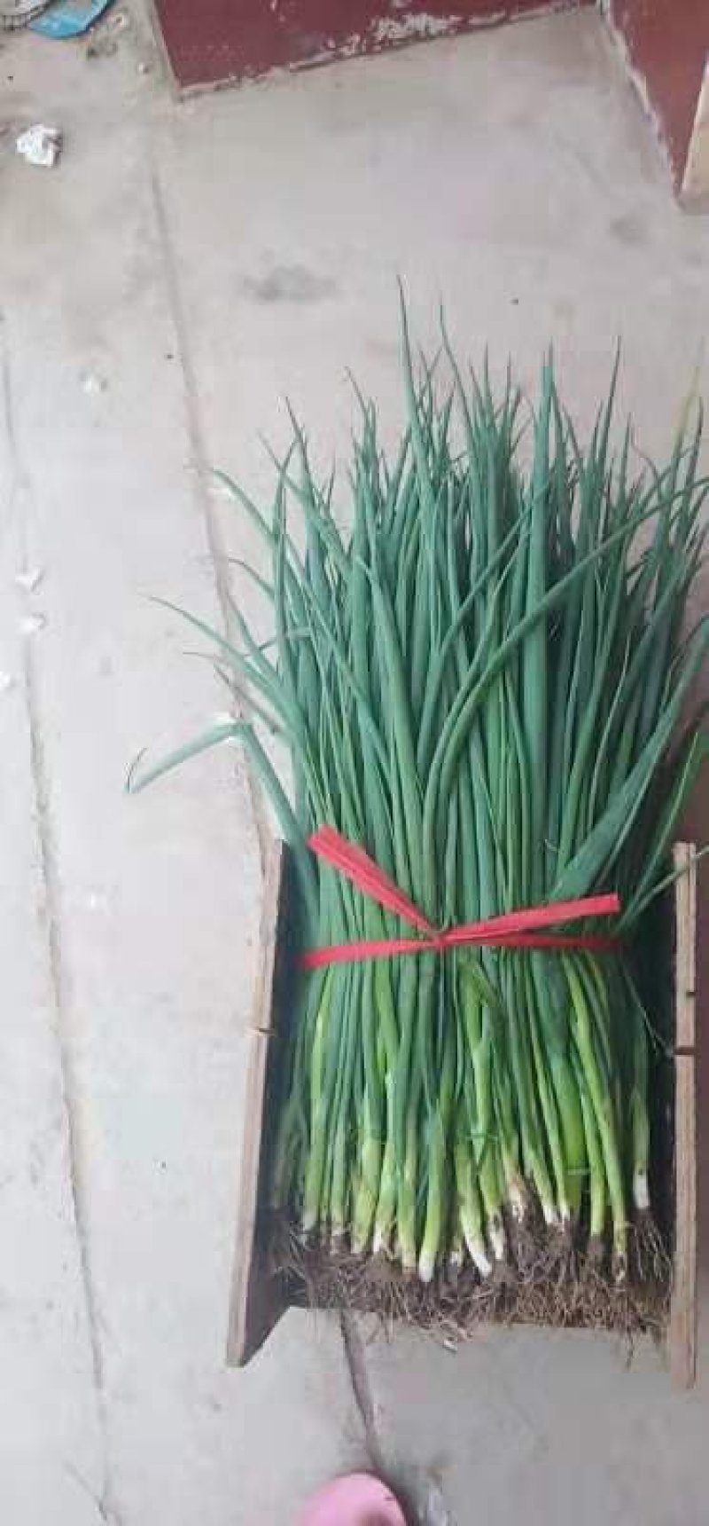 精品四季小葱大量供货，河南产地一手货源，新鲜保质