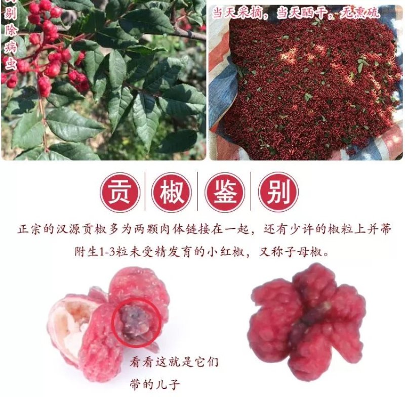 四川汉源花椒麻椒大红袍干红花椒特麻一件代发