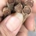 正宗红参无糖无硫