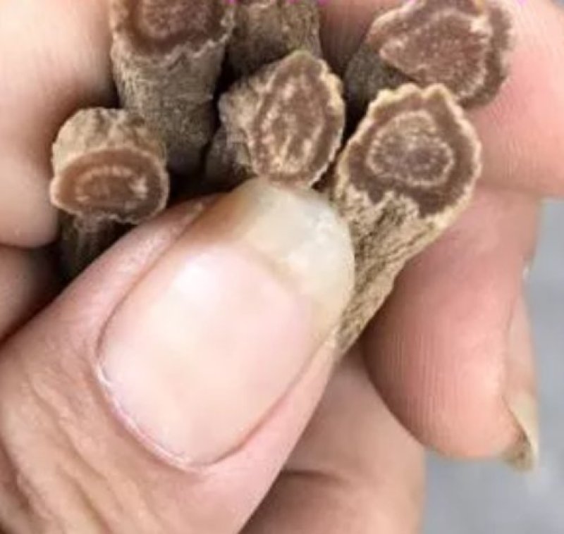正宗红参无糖无硫