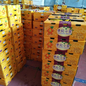 晓蜜25号，产地直供，新鲜釆摘，大量上市中