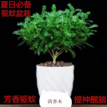 【买二送喷壶】驱蚊盆栽花卉绿植物清香木驱蚊草薄荷四季开花