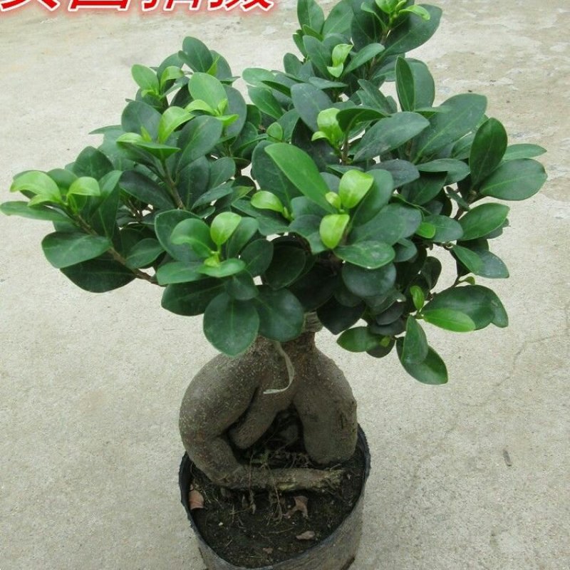 特价实拍办公室内桌面绿植花卉大小人参榕树盆景栽防辐射净化