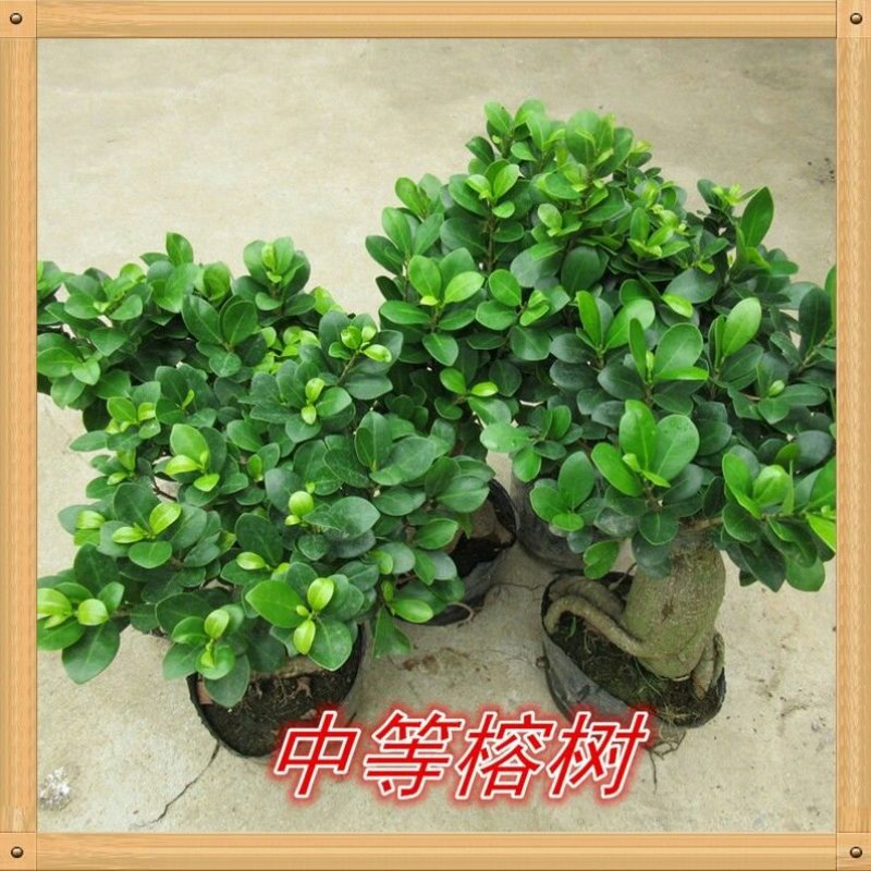 特价实拍办公室内桌面绿植花卉大小人参榕树盆景栽防辐射净化