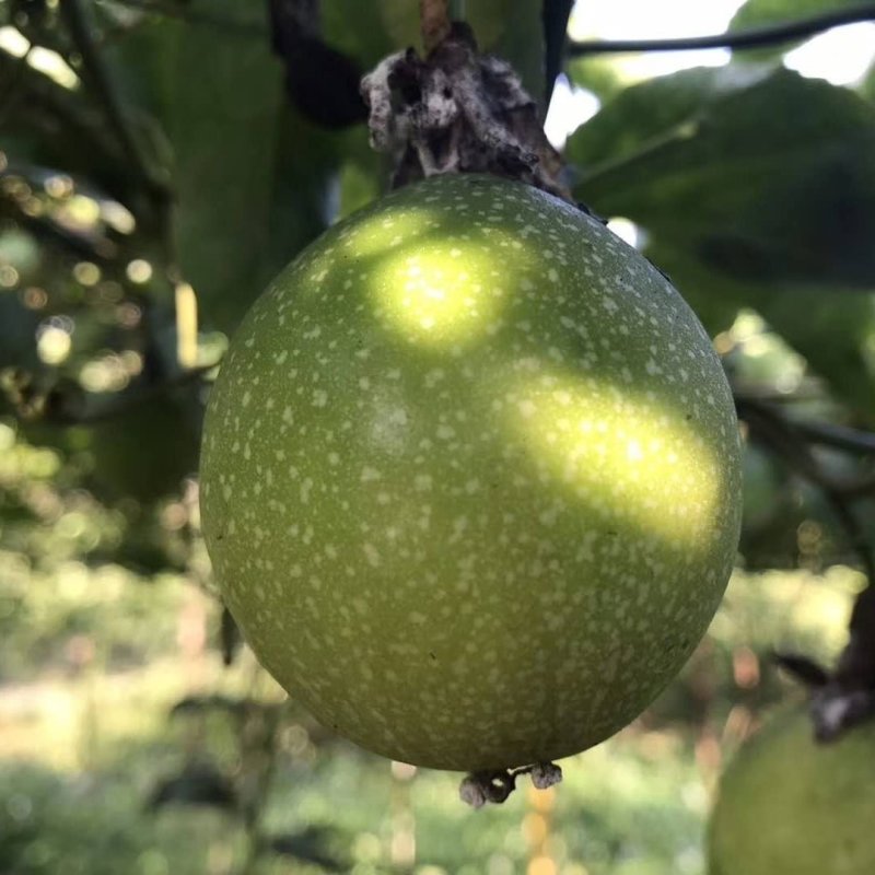 【送开果器】广西黄金百香果大果5斤水果新鲜黄金百香果黄皮