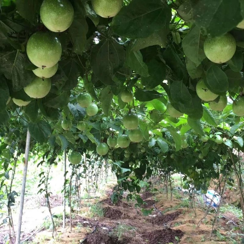 【送开果器】广西黄金百香果大果5斤水果新鲜黄金百香果黄皮