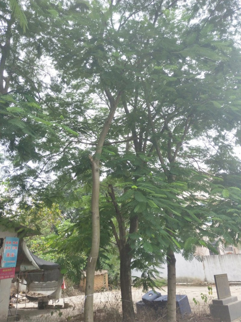 凤凰木地苗，精品移植袋苗