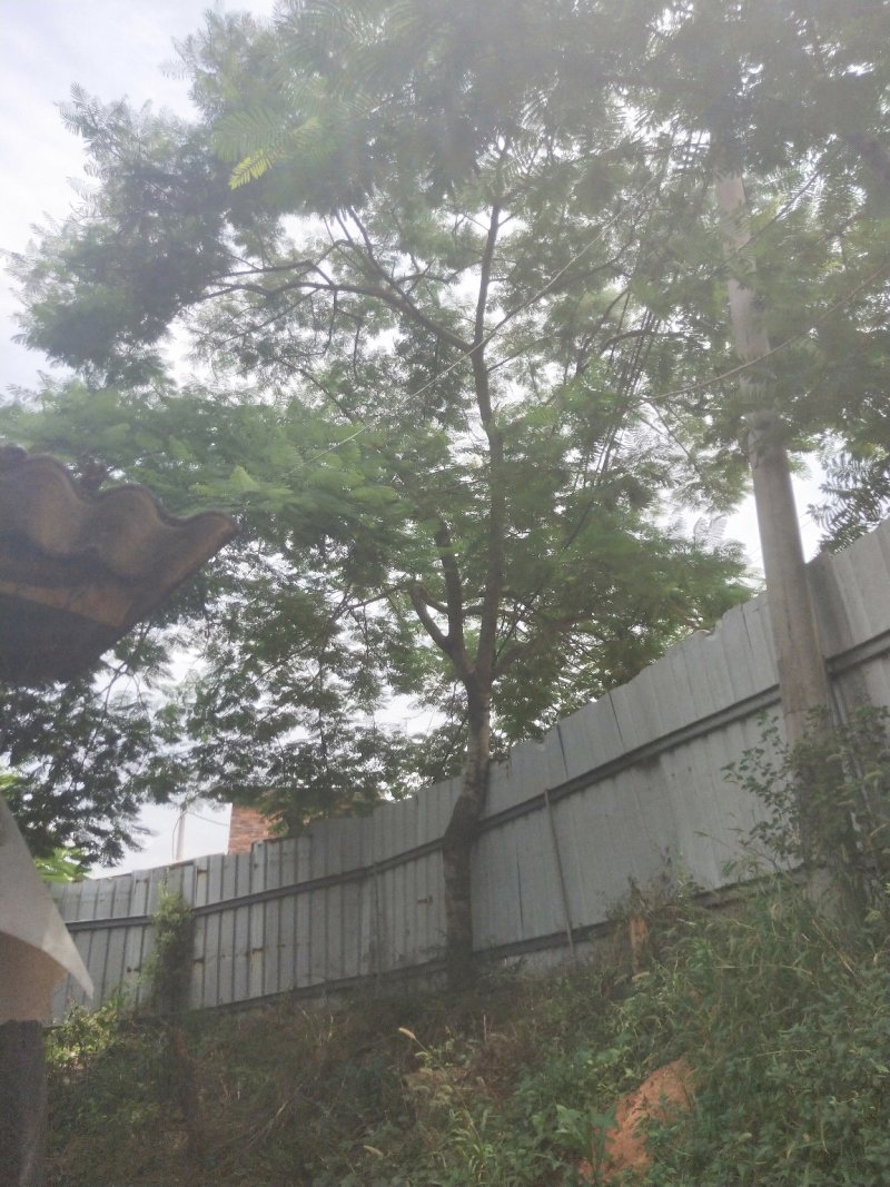 凤凰木地苗，精品移植袋苗