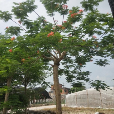 凤凰木地苗，精品移植袋苗