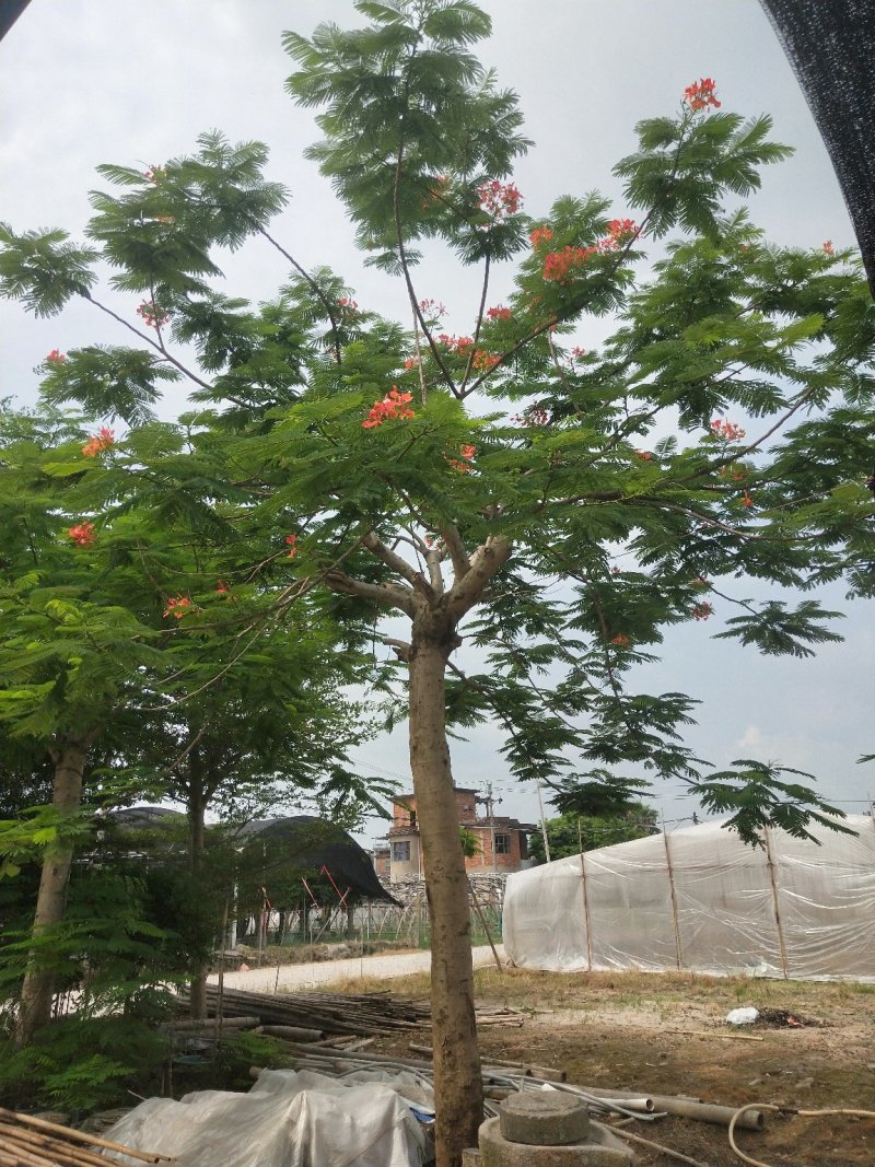 凤凰木地苗，精品移植袋苗