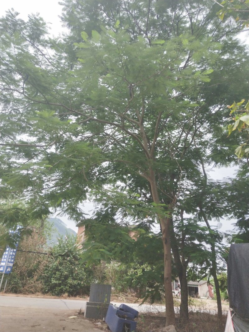 凤凰木地苗，精品移植袋苗