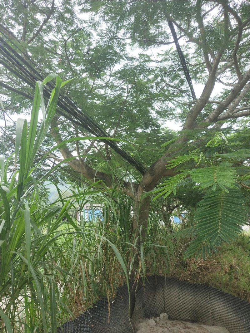 凤凰木地苗，精品移植袋苗